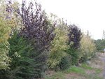IMG_1582.JPG