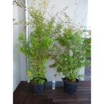 erable acer palmatum sangokaku 2 mètres 'senkaki'