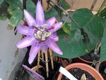 passiflore lady lavender 1.jpg