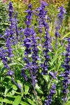 plante-giverny1.jpg