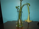 Brugmansia jaune 001.JPG