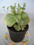 Photo 015.jpg