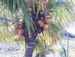 D'leau coco c'est bon