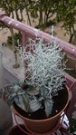 vue des 2 plantes