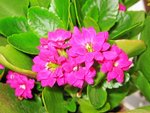 kalanchoe.480JPG.jpg