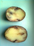 pomme de terre.jpg