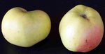 pomme1.jpg