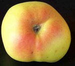 pomme3.JPG
