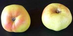 pomme4.JPG