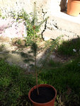 PA212781.JPG