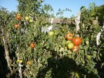 20-10-10 (29) les dernières tomates en extérieur.jpg