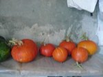20-10-10 les potimarons de cette année (pas énormes).jpg