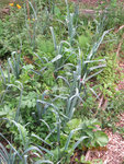 Poireaux2010-vueglob-50.jpg