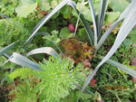 Poireaux2010-5-detail-50.jpg