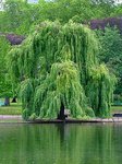 250px-Willow.jpg