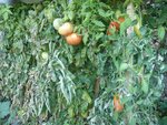 20-10-2010 encore qq tomates.jpg