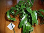 DSCF4389.jpg