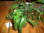DSCF4390.jpg