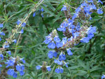 DSC 10402.JPG