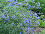 DSC 10403.JPG