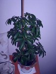 SL70schefflera.jpg