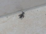 Voici la betteeeee redimensionnée