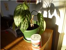 Aglaonema.jpg