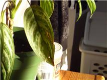 Aglaonema2.jpg
