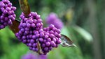 DSC_0006 1.jpg