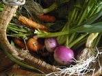 légumes du jardin.jpg