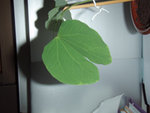 une feuille