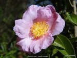 DSC04135.JPG