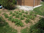 potager 3.JPG