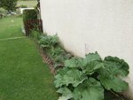 potager 4.JPG
