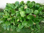 plante 2a