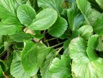 plante 2b