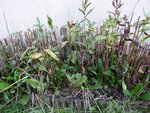 plante 3a