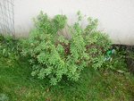 plante 4a