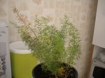 Dracena