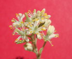 A fleur_redimensionner.JPG