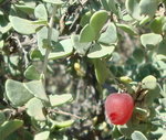 A fruit_redimensionner.JPG