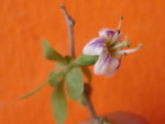 B fleur_redimensionner.JPG