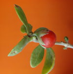 B fruit_redimensionner.JPG