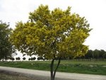 Acacia dealbata tree.JPG