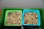 semis adenium thai socotranum (gauche) et arabicum (droite)