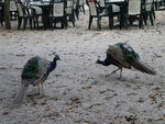 DSCN1609.JPG