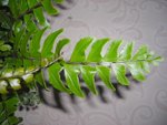 DSCN2595.JPG