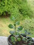 certainement des crassula mais lesquelles ?