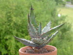 DSC00273.JPG