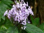 Orchidée parc Nlle Calédonie.JPG